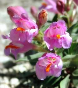 Un esempio di fiori finti