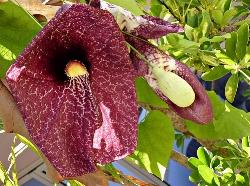 Un esempio di fiori secchi