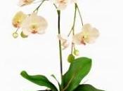 Orchidee casa