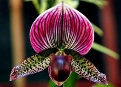 Un bellissimo scatto ad un fiore di Orchidea