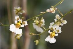 Alcuni fiori di Orchidea