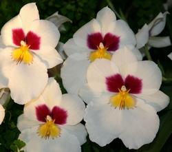miltonia bianche.