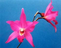 laelia rosa.