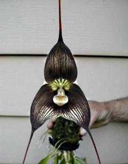 orchidea dracula fiore.