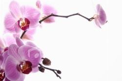 arte orchidee.