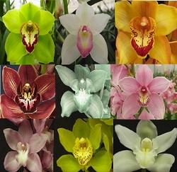 mosaico orchidee.