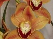 Concime orchidee