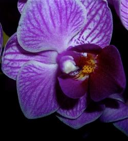 fiore di una mini orchidea.