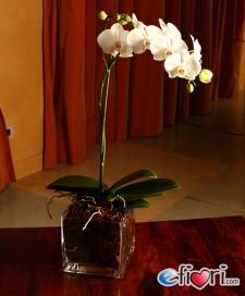 Un bellissimo esemplare di orchidea Phalaenopsis 