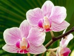 Un bellissimo fiore di Orchidea rosa