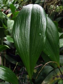 Un esempio di foglia di orchidea sana. 