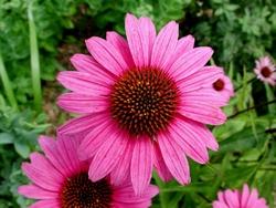 echinacea2