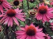 echinacea