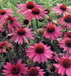 echinacea