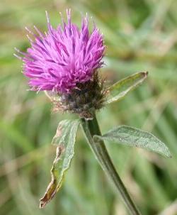 centaurea