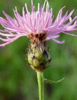 centaurea2