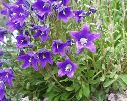 campanula2