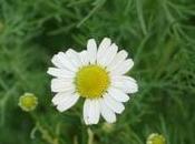 camomilla