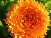 calendula