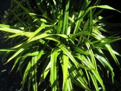 Un esempio di pianta di Tradescantia da appartamento tenuta in un vaso