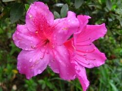 Bellissima azalea fucsia in vaso.