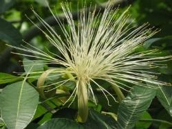 Un esempio di fiori che troviamo sulle piante di Pachira