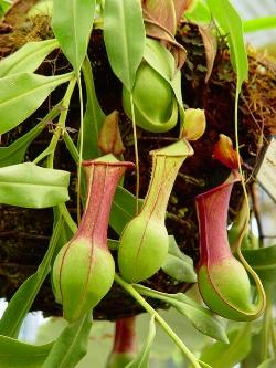 Un esempio di fiore che troviamo sulle piante di Nepenthes.