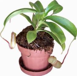 Un esempio di pianta di Nepenthes da appartamento tenuta in un vaso