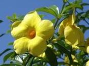 Allamanda