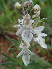 Teucrium_fruticans