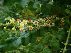 boswellia 2