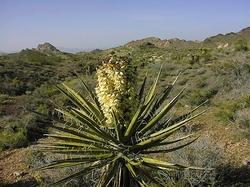 In deserto.