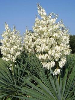 Esemplare di yucca.