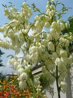 fiori di yucca.