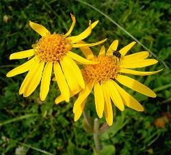 arnica montana 2 