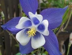 aquilegia