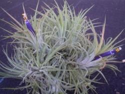 tillandsia con fiori.
