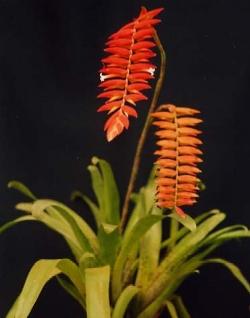 Specie di tillandsia.