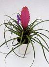Tillandsia - Tillandsia argentea - Piante Appartamento - piante appartamento