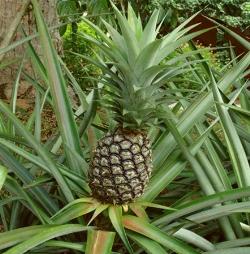 ananas 2