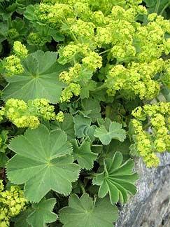 alchemilla