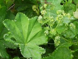 alchemilla 2