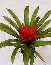 Guzmania - Guzmania lingulata - Piante Appartamento - piante appartamento