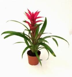 classica pianta di guzmania.