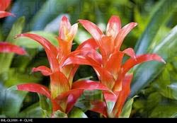 Guzmania arancione.