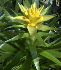 guzmania gialla.