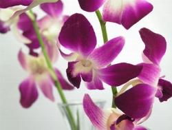 bel dendrobium viola.