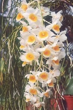 Cascata di dendrobium bianco giallo.