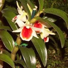 dendrobium e pianta.