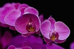 orchidea dendrobium viola.